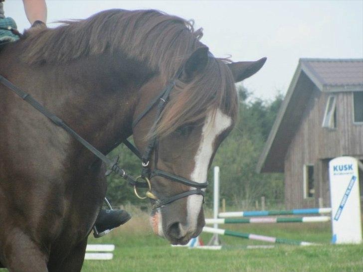 New Forest Balou!<3  solgt billede 17