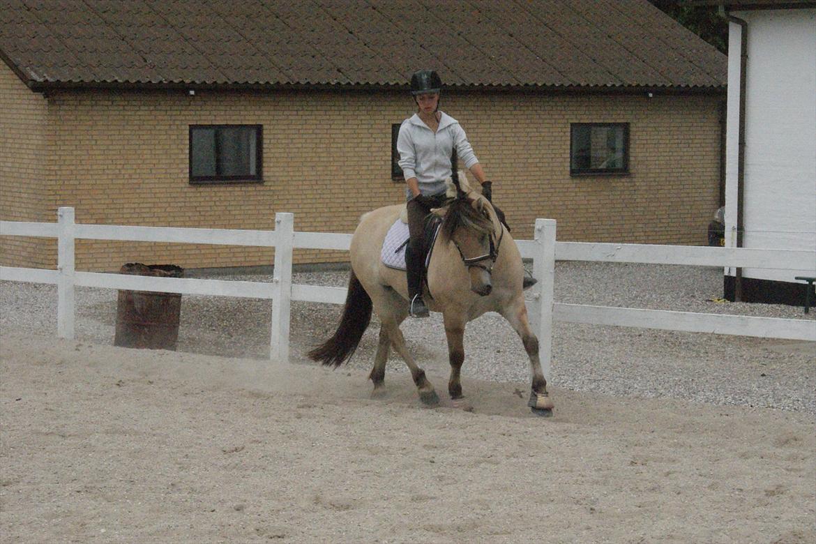 Fjordhest Højgaards Heisa (solgt) - Trav  d. 6/8-11. 28. gang billede 19