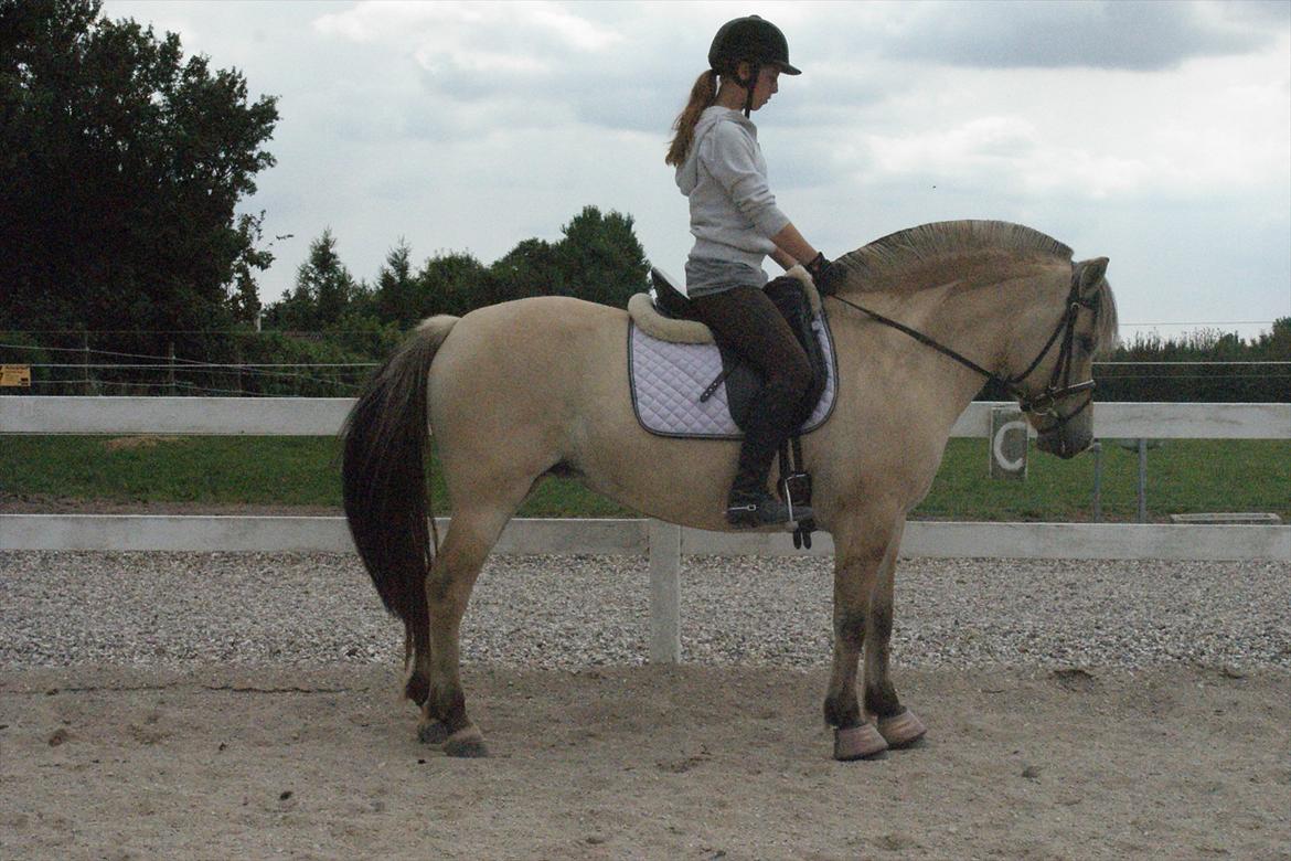 Fjordhest Højgaards Heisa (solgt) - Parade d. 6/8-11. 28. gang billede 1