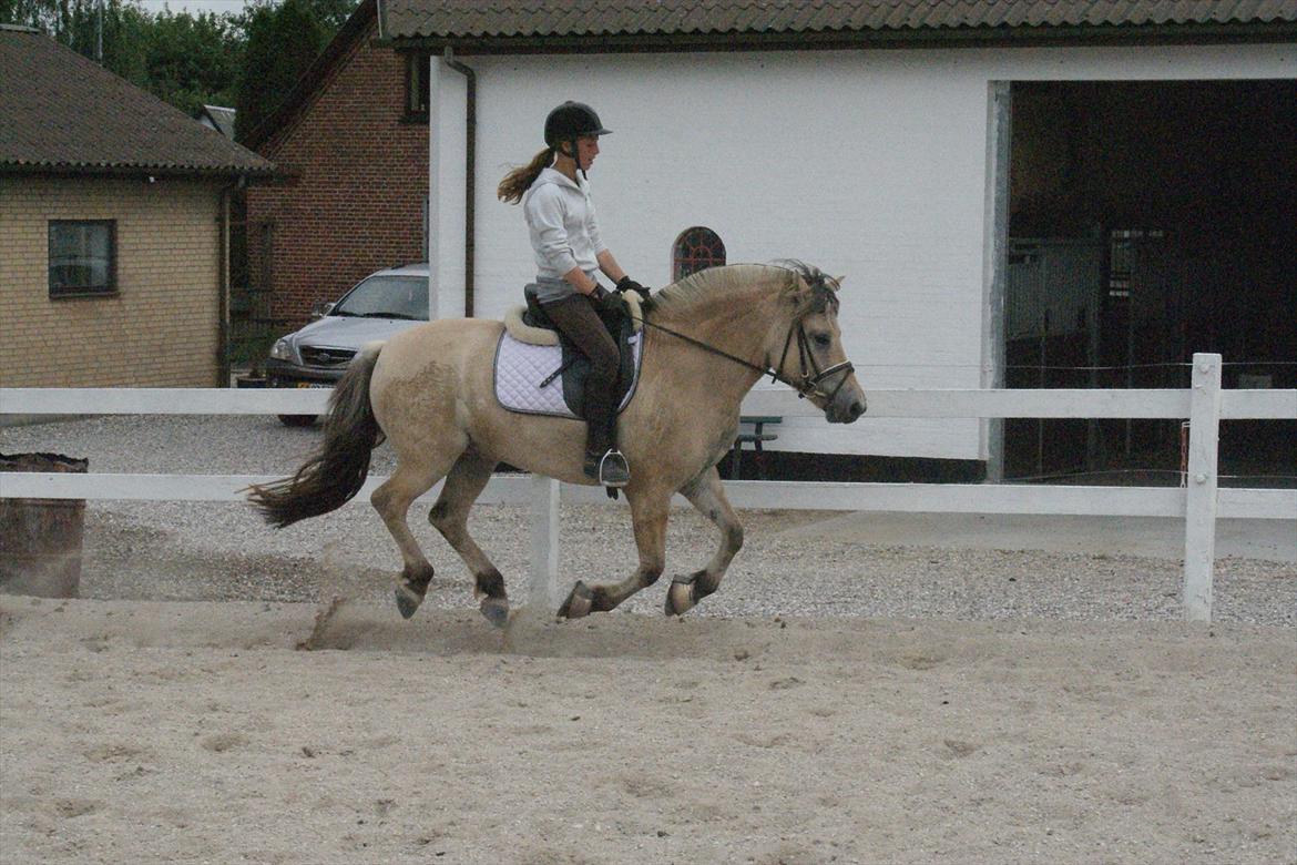 Fjordhest Højgaards Heisa (solgt) - Galop d. 6/8-11. 28. gang billede 20