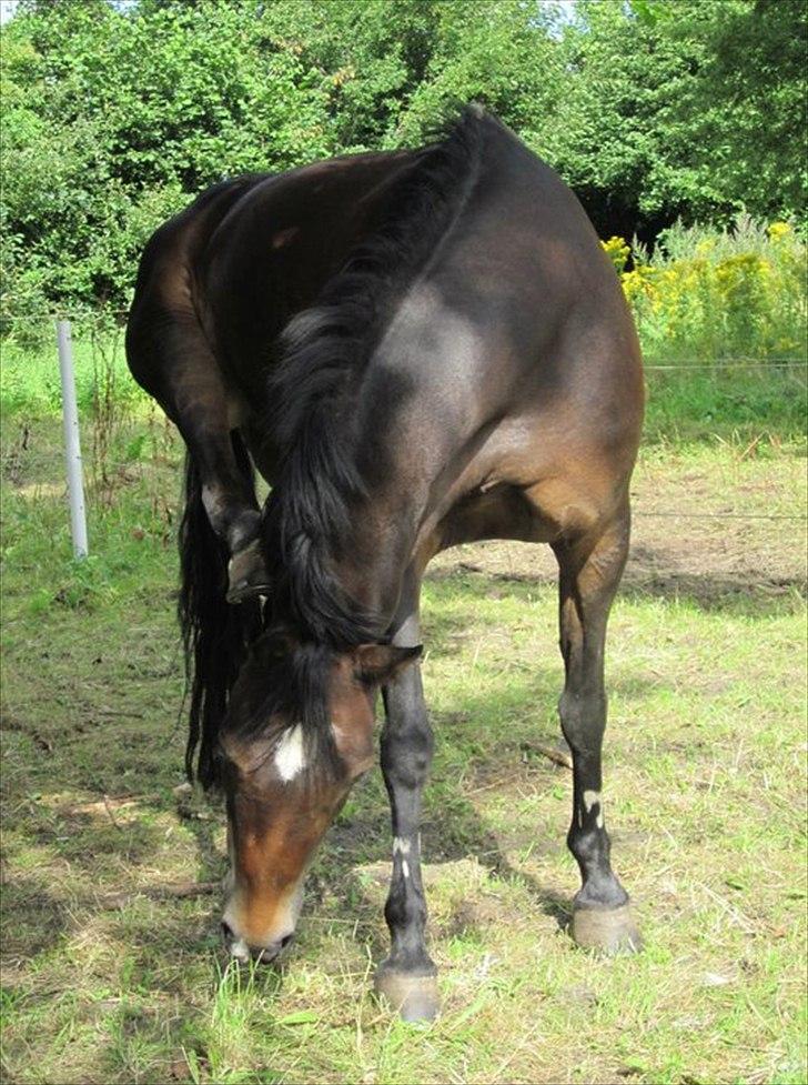 Welsh Cob (sec D) Vlietstede Brilliant Idris - Idris skal lige klø sig lidt ;') <3 foto: Anne billede 8
