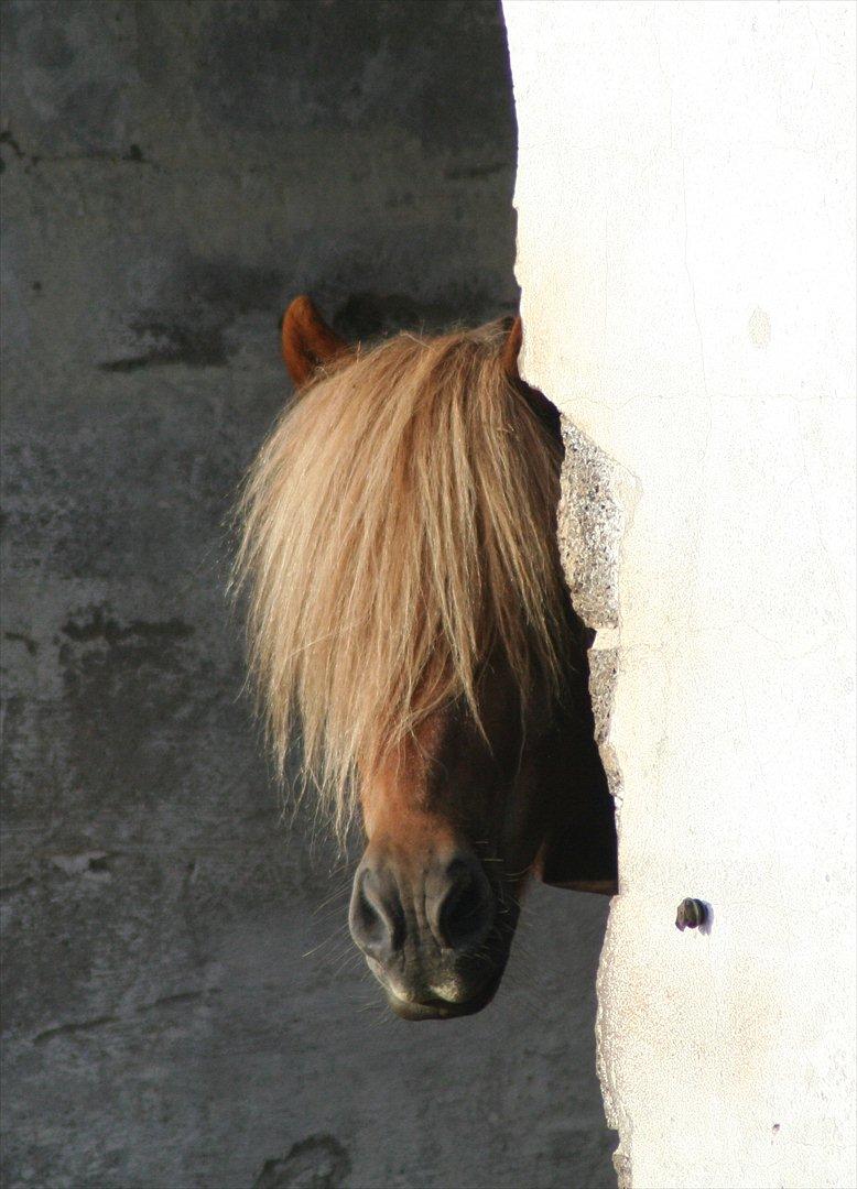 Islænder Kjarni fra Lykkebjerg billede 1