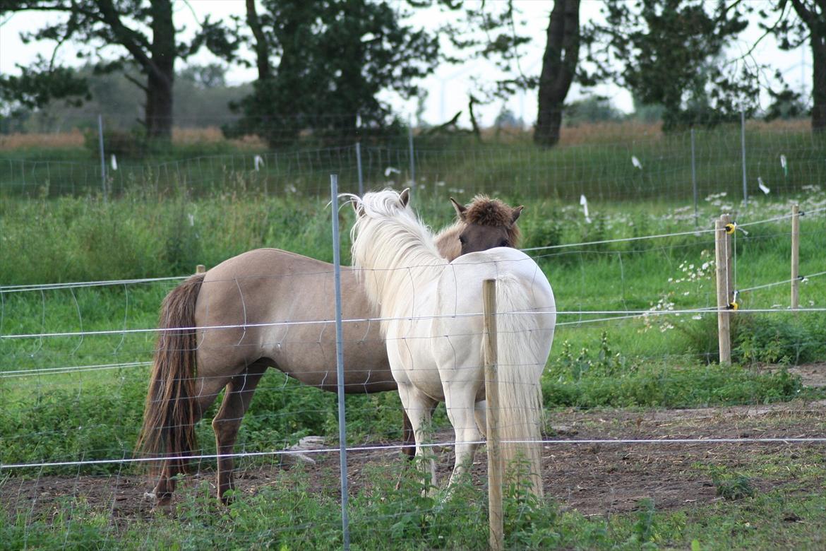 Islænder Skyssa fra Tøndborg - Skyssa og Silkisif billede 6