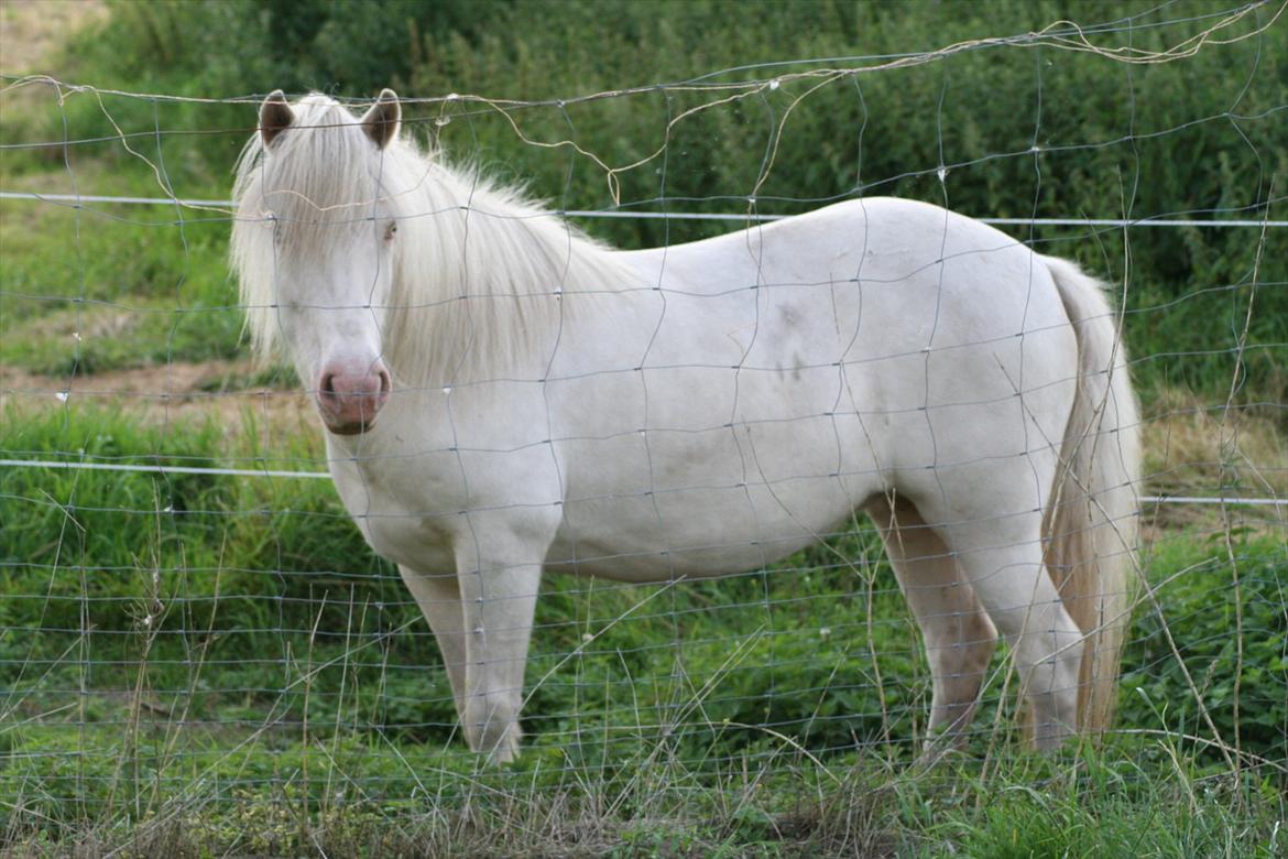 Islænder Skyssa fra Tøndborg - Skyssa <3 billede 7
