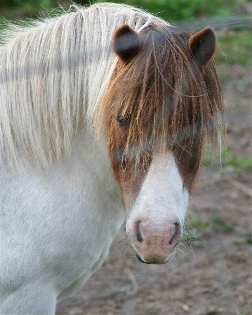 Anden særlig race Max - Skønne lille Max Motor *nyt* billede 1