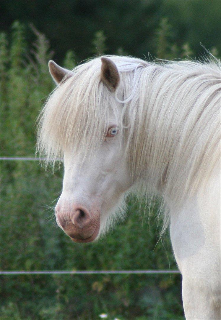 Islænder Skyssa fra Tøndborg - Smukke Skyssa *nyt* billede 1