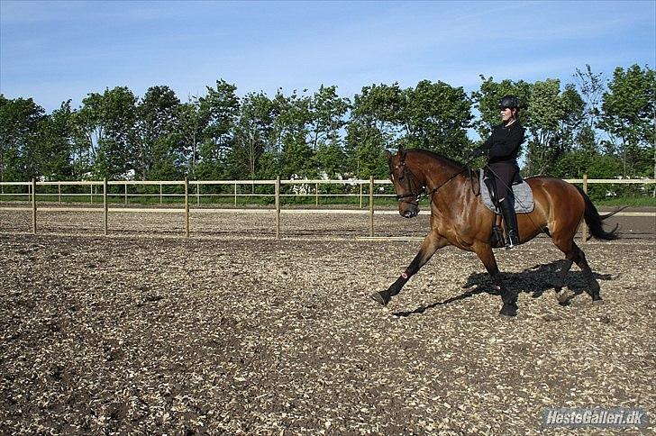 Dansk Varmblod Højvangs Kalibra - Træning juni 2011 billede 20