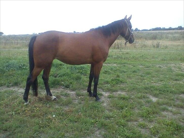 Traver Nanny Byrds billede 4