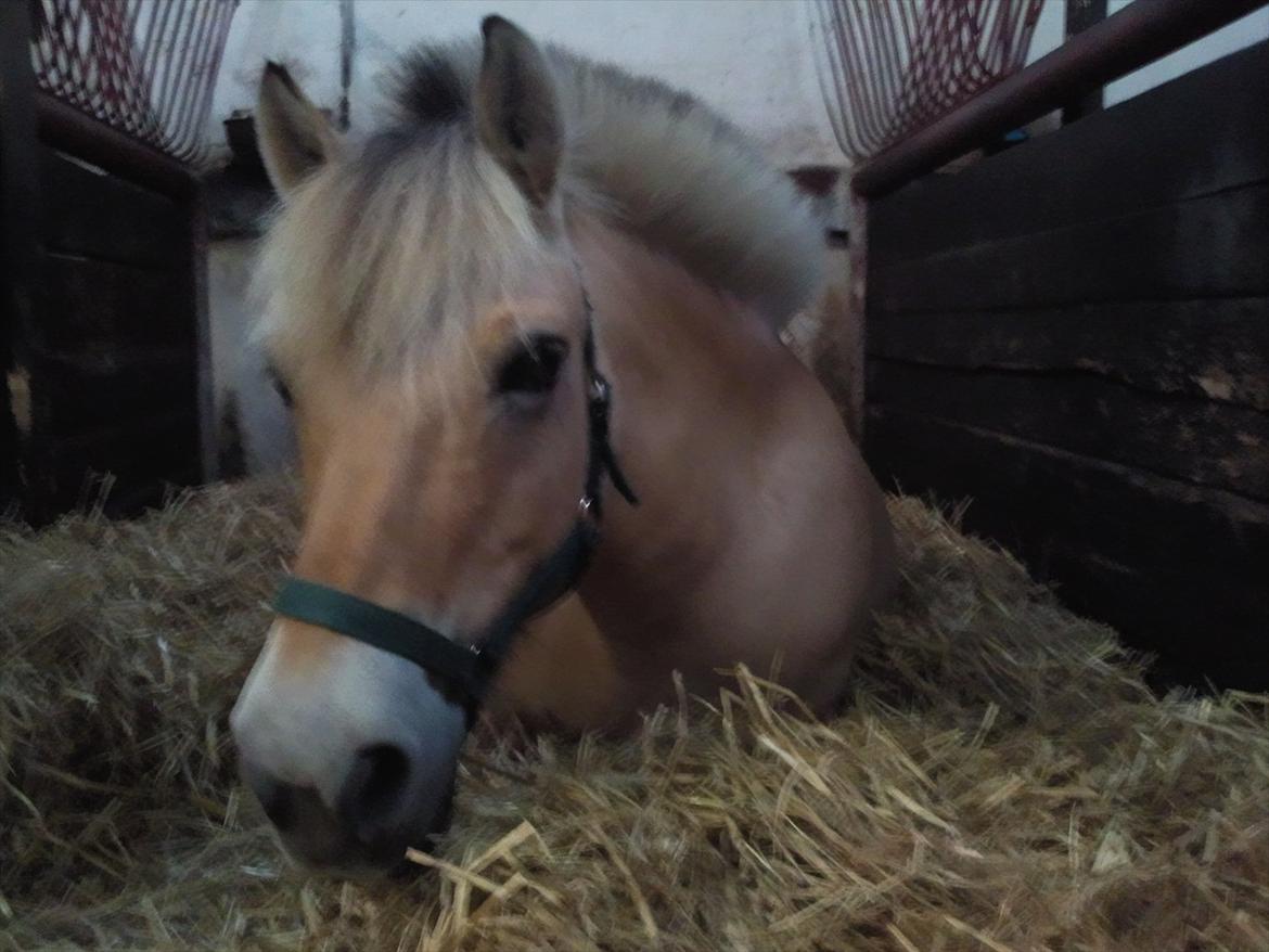 Anden særlig race Lucky<3 - Du lå ned da jeg kom, jeg satte mig hen til hende og krammede hende:) <3 ILU billede 1