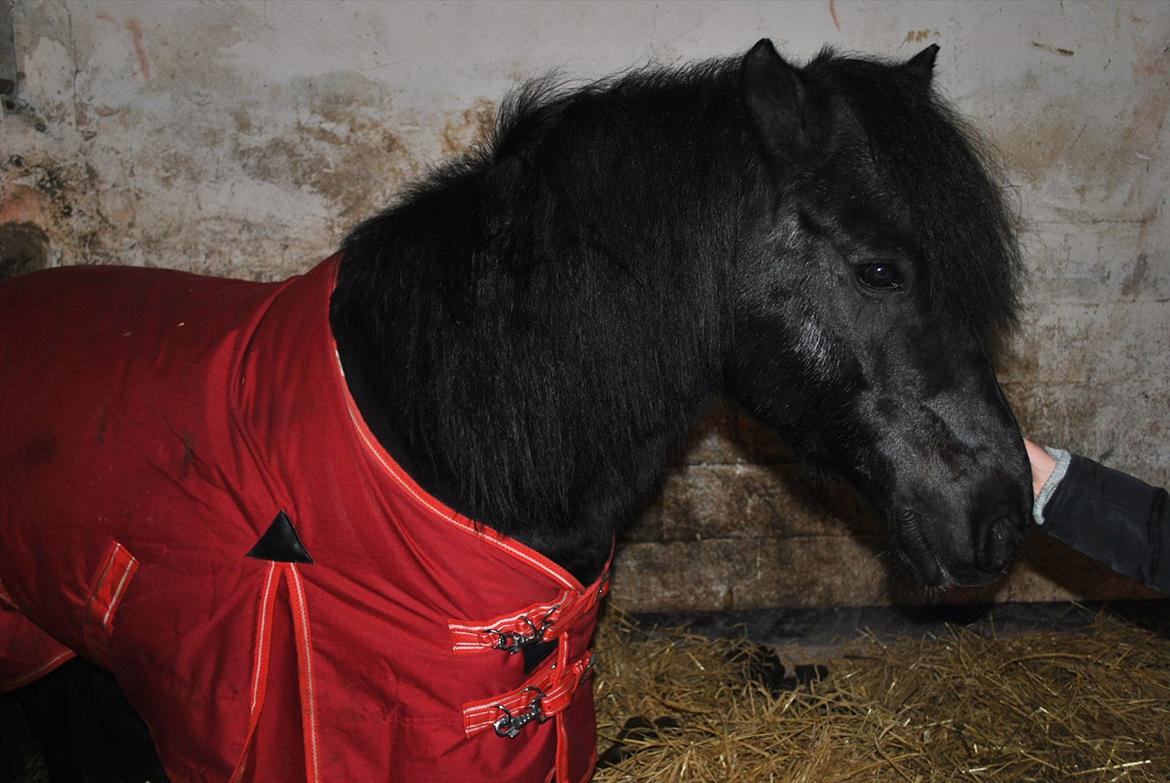 Anden særlig race Blacky<33 - Vinter 2010? Lille fine Blacky med sit røde dækken ;D billede 4