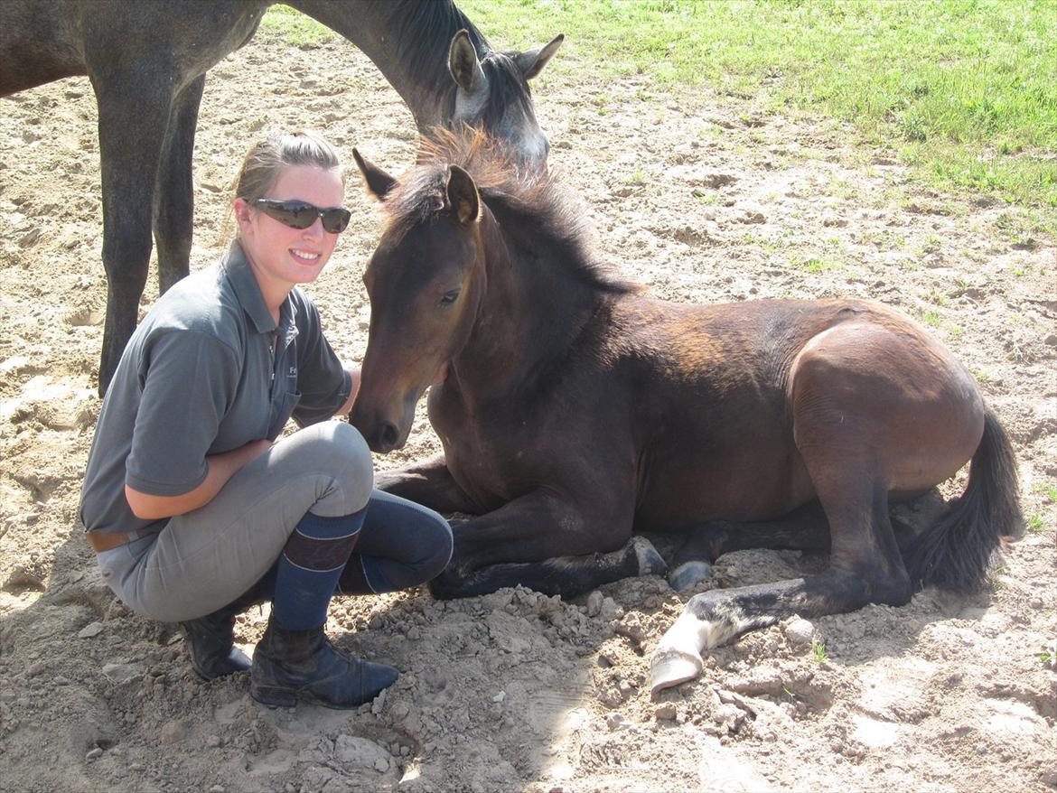 Dansk Varmblod Rockzanne Lox - Smukkeste følle-pige.. billede 12