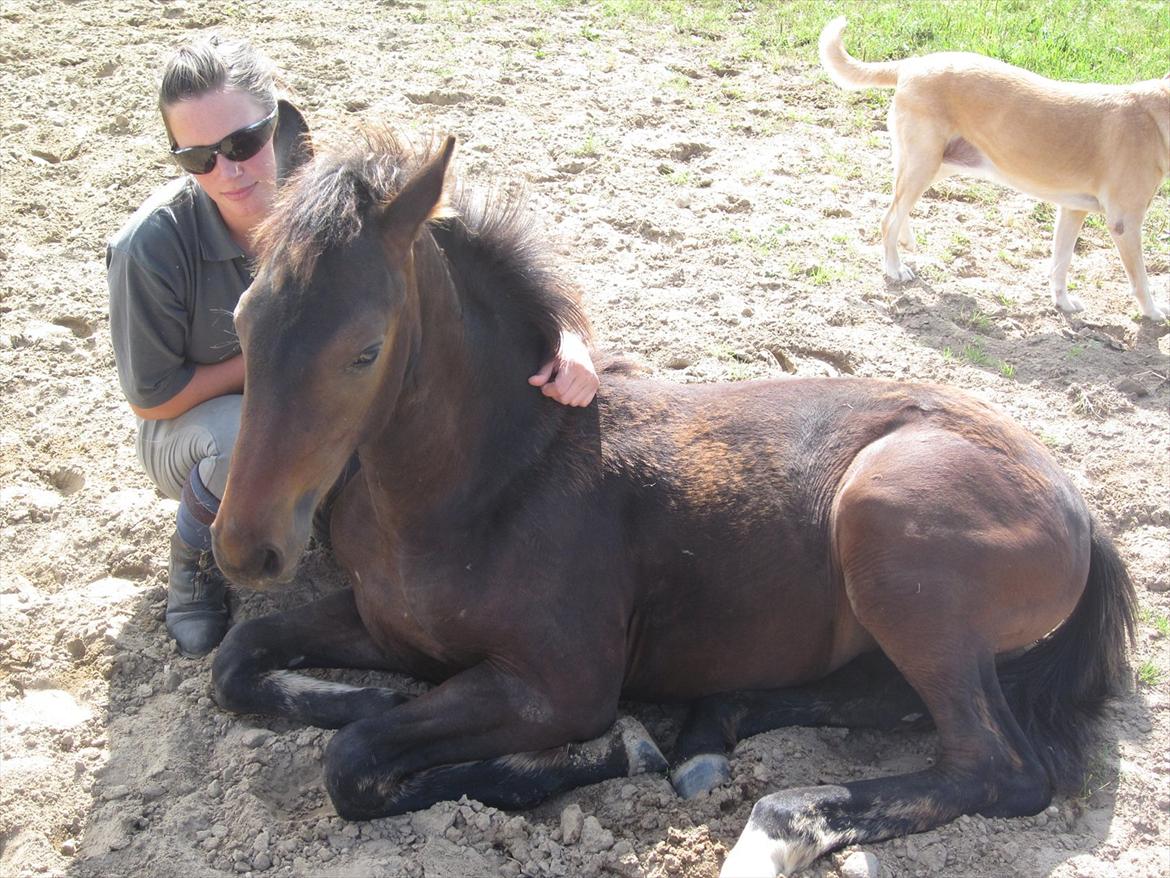 Dansk Varmblod Rockzanne Lox - 4 måneder gammel. billede 13