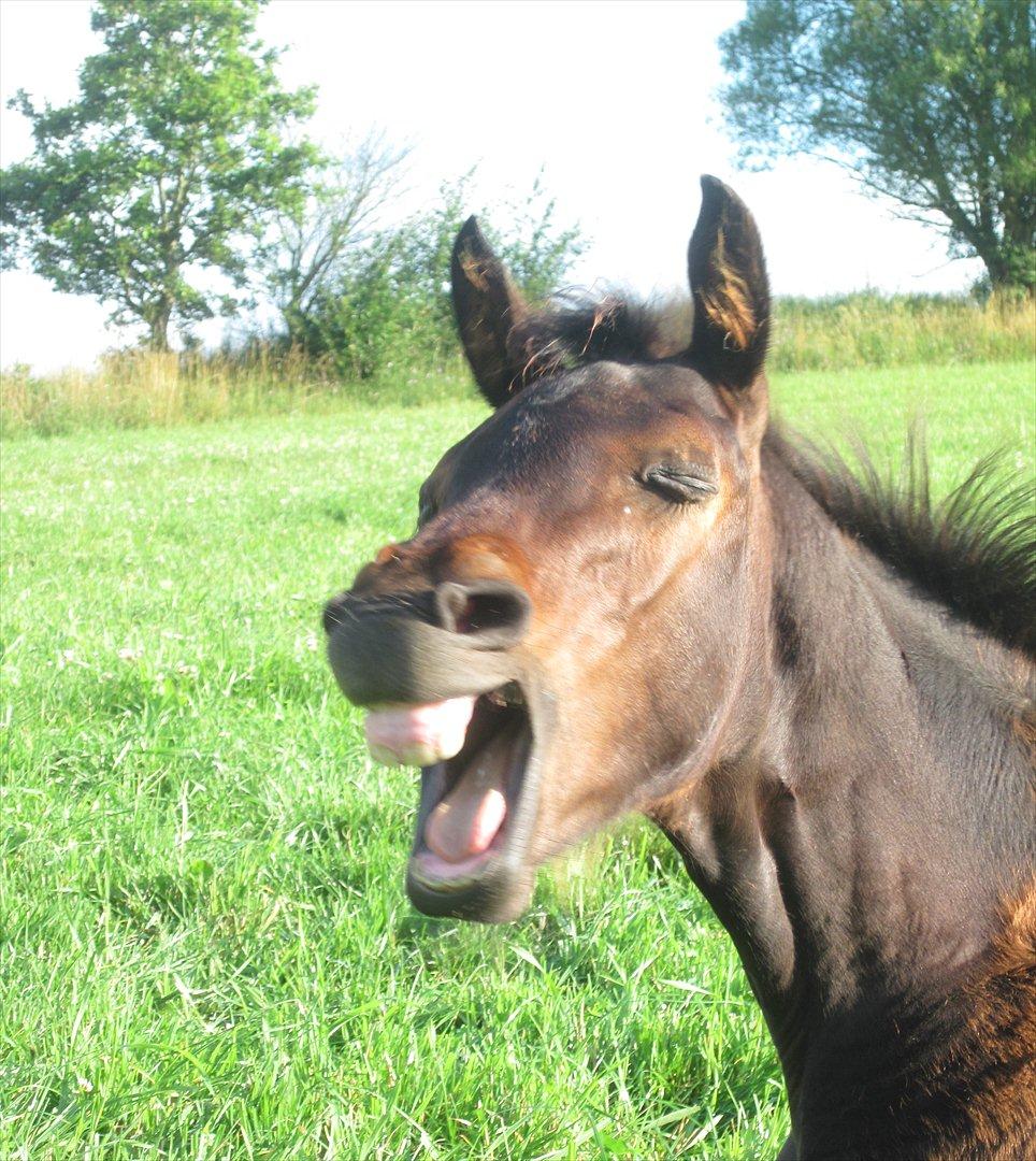 Dansk Varmblod Rockzanne Lox - Det kan være hårdt at stå tidligt op.. billede 14