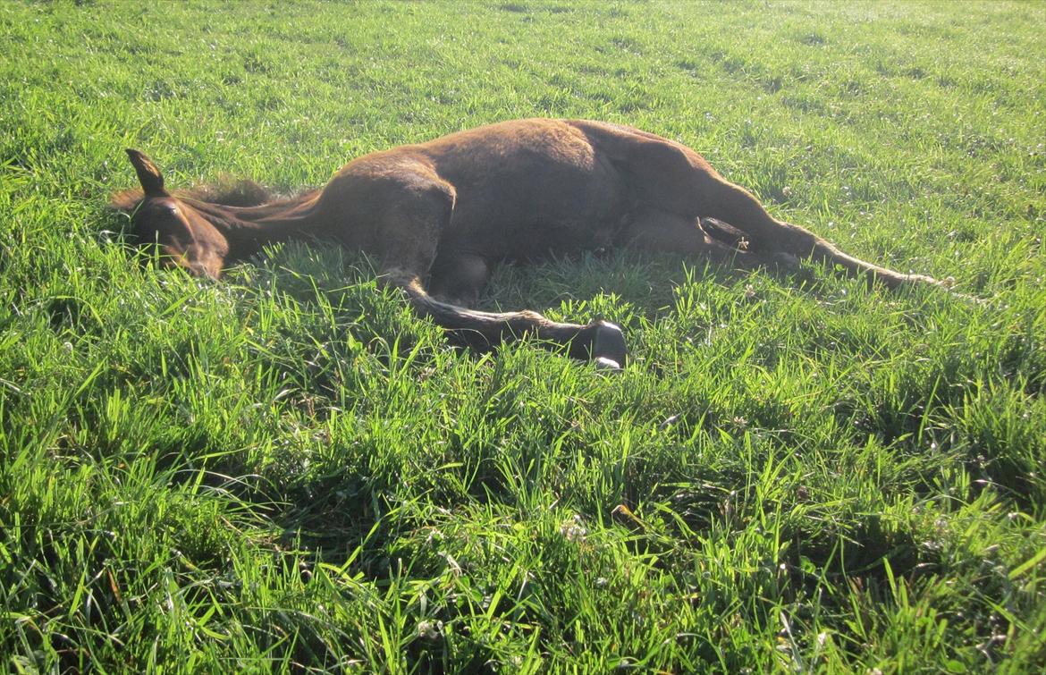 Dansk Varmblod Rockzanne Lox - Helt død.. billede 15