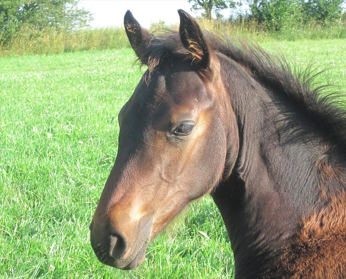 Dansk Varmblod Rockzanne Lox billede 17