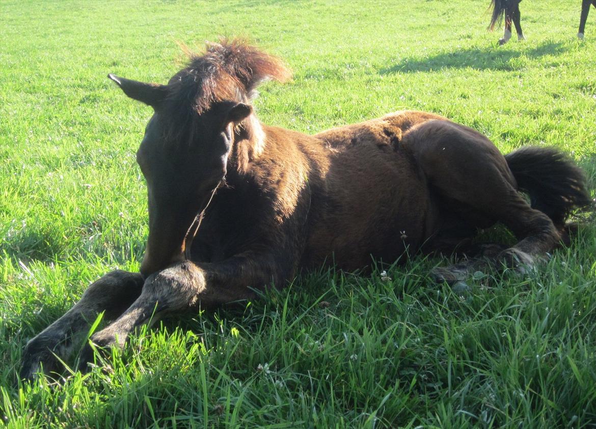 Dansk Varmblod Rockzanne Lox billede 18
