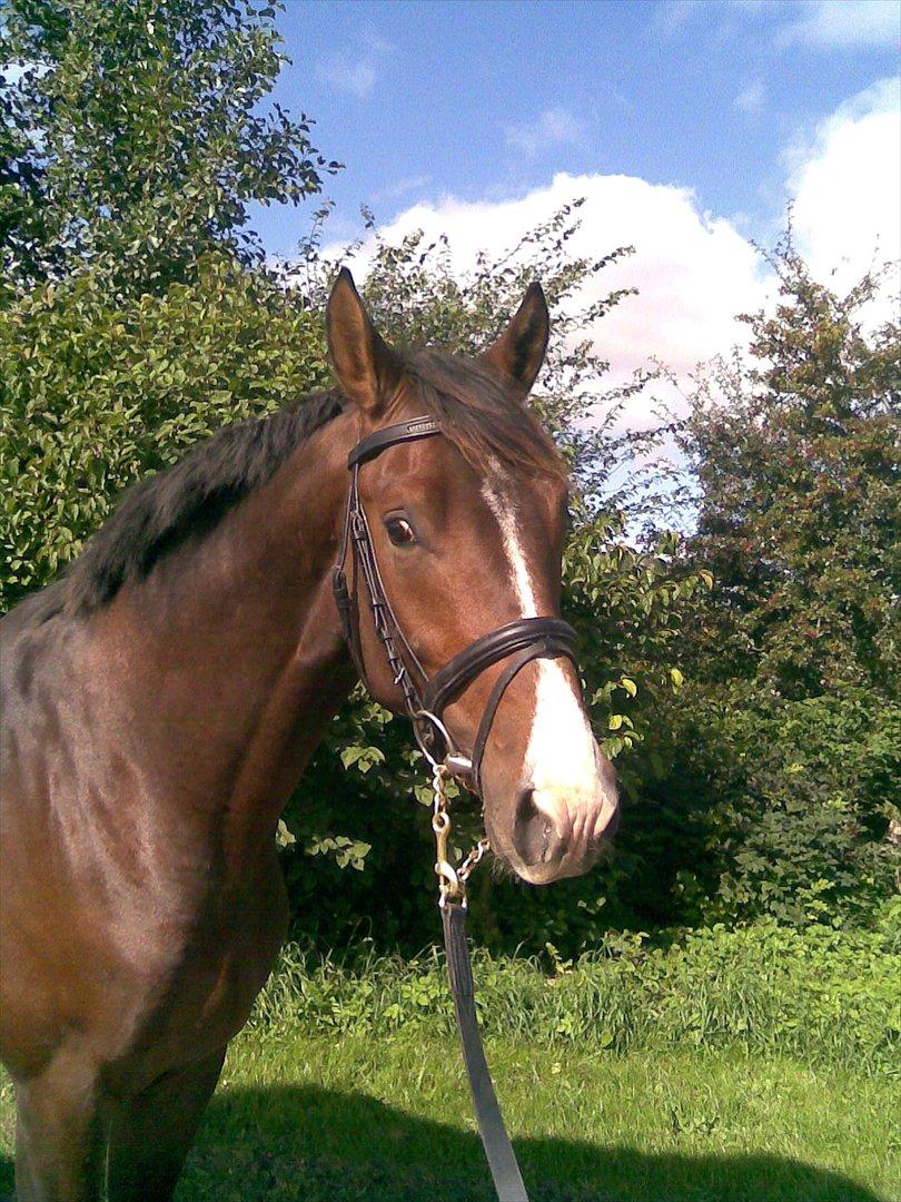 Dansk Varmblod Munkebjergs Faberge billede 1