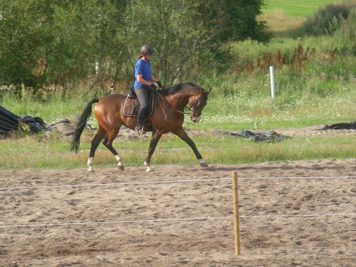 Dansk Varmblod Munkebjergs Faberge billede 15