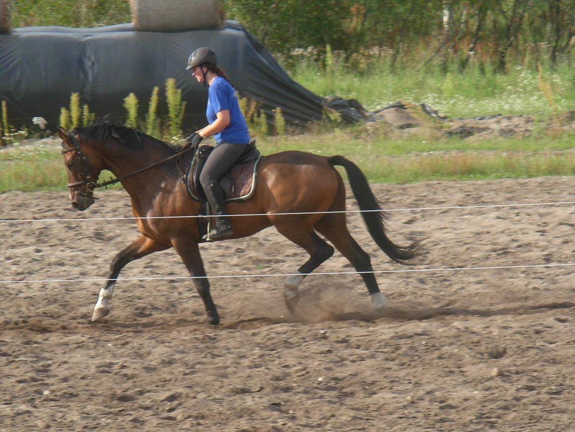 Dansk Varmblod Munkebjergs Faberge billede 16