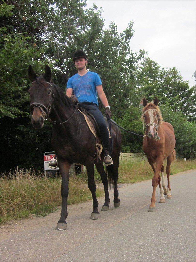 Anden særlig race Frigga - På tur som håndhest :D billede 17
