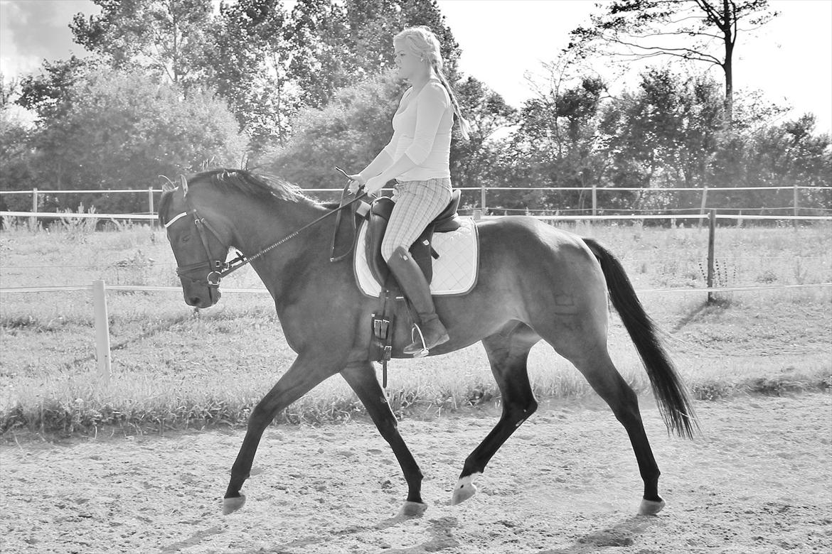 Dansk Varmblod D'Artagnan * <3 solgt :'/ - Velkommen tíl D' Artagnang's profil <33 billede 2