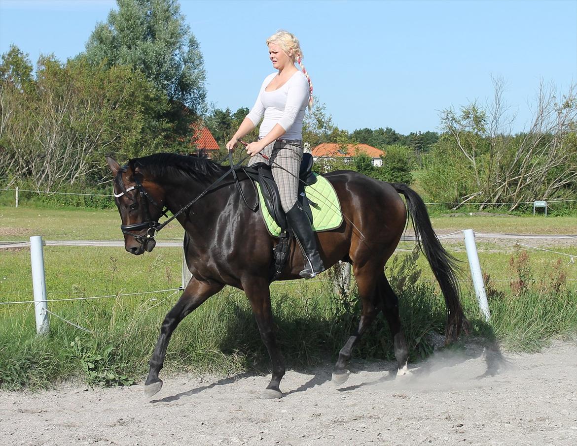 Dansk Varmblod D'Artagnan * <3 solgt :'/ billede 10