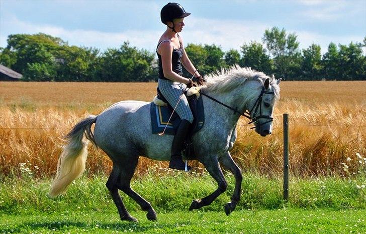 DSP Hibbuhl Sika - Træningen er i fuld gang til sadelkåringen den 28/8-11
Foto: Malene billede 13