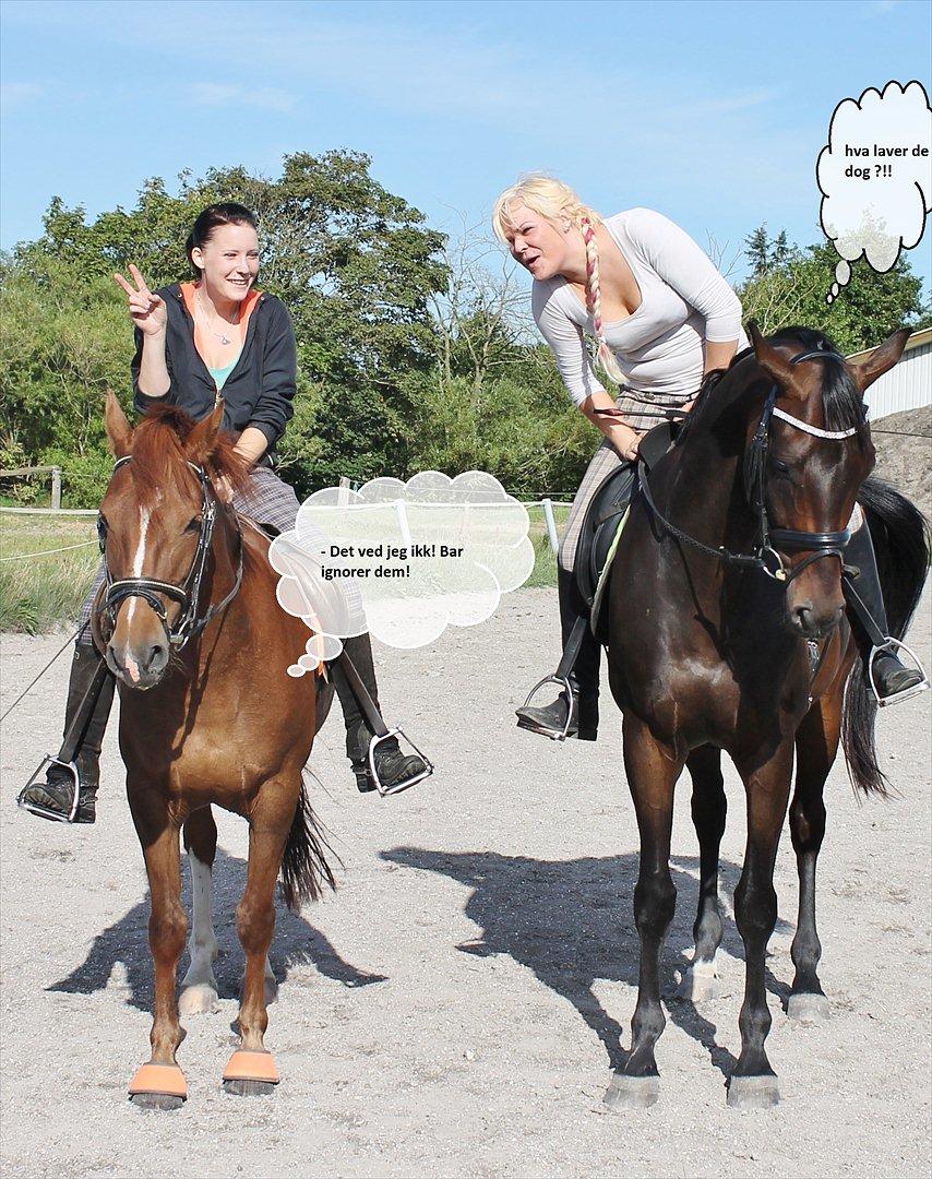 Dansk Varmblod D'Artagnan * <3 solgt :'/ - tosser xD 
 billede 13