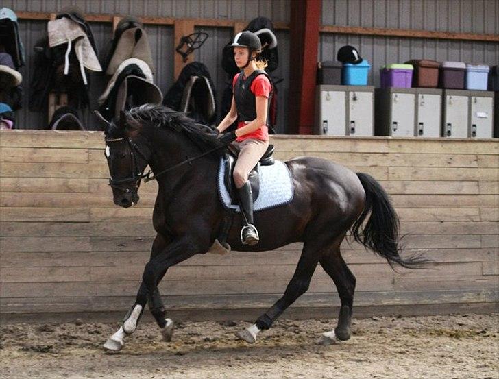 Dansk Varmblod Sazkibard S *My Soulmate* - En af de første rideture efter jeg fik ham! 
My star ♥
Foto: Amalie Reffelt
 billede 19
