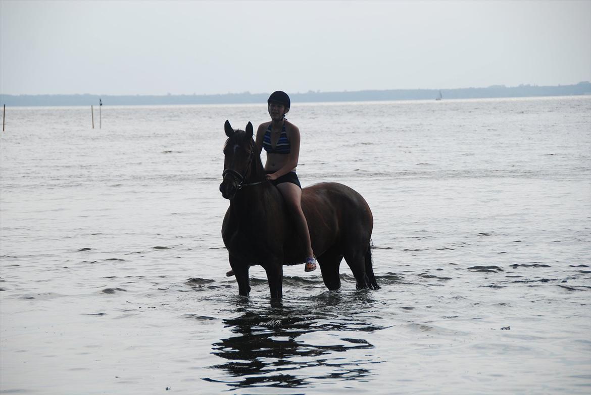 Dansk Varmblod La Bamba Lund billede 11