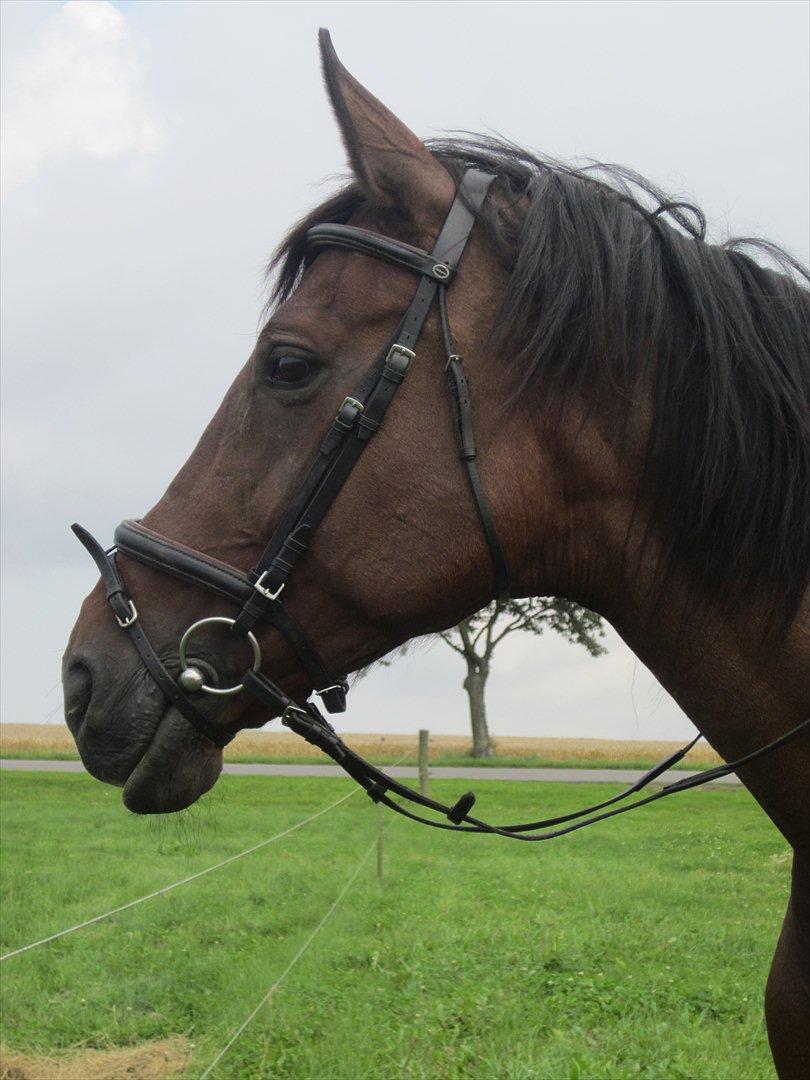 Dansk Varmblod La Bamba Lund billede 14