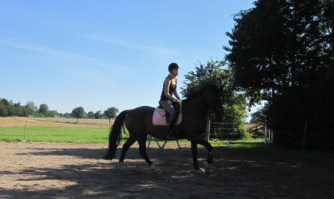 Dansk Varmblod La Bamba Lund billede 16