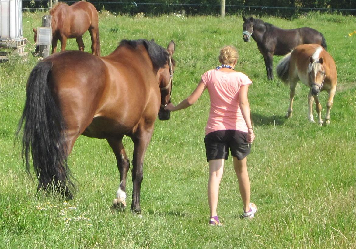 Dansk Varmblod La Bamba Lund - farvel, læg gerne en kommentar eller noget.. :* billede 20