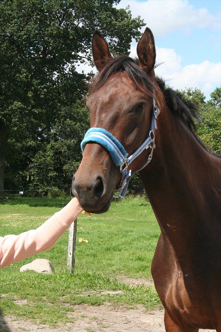 Anden særlig race Tiedmanns Antorini AKA Medina billede 1