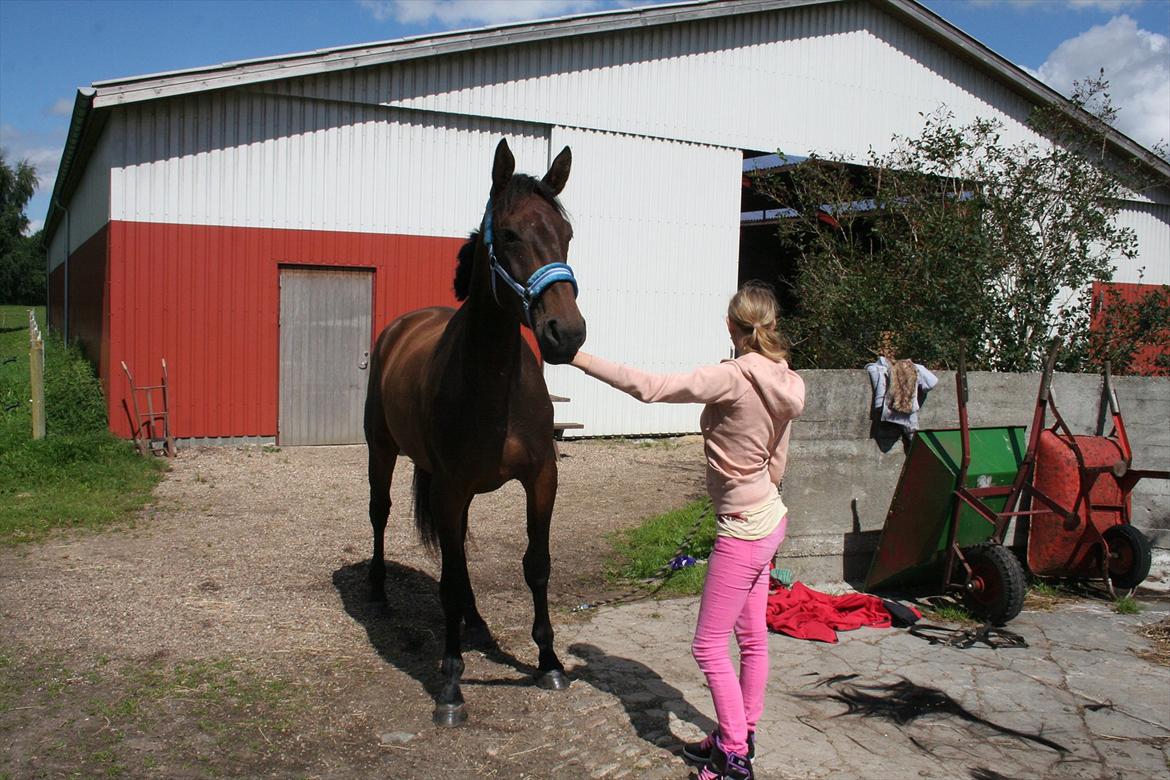 Anden særlig race Tiedmanns Antorini AKA Medina billede 2