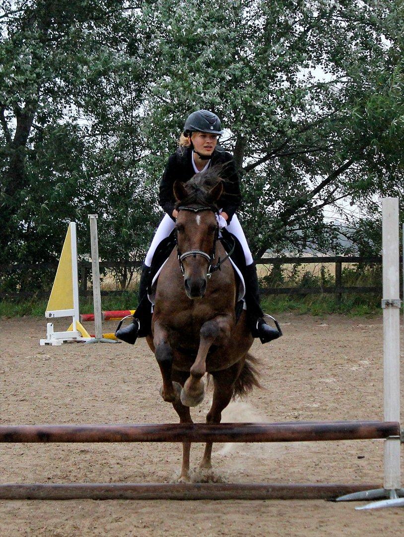 Anden særlig race Vesterleds Tobbi *Toppen af poppen* - Ring og spring. Første stævne sammen. 50 cm. billede 5