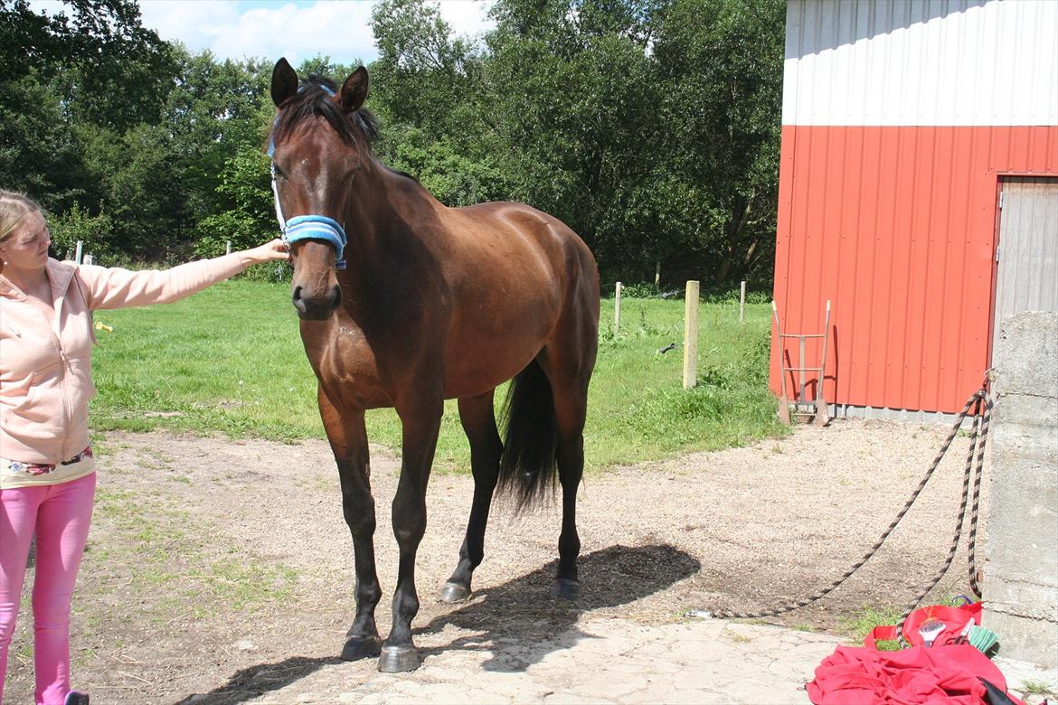 Anden særlig race Tiedmanns Antorini AKA Medina billede 3