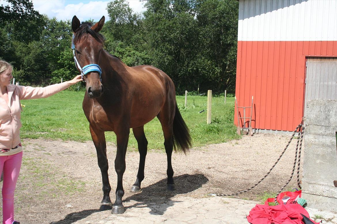Anden særlig race Tiedmanns Antorini AKA Medina billede 4