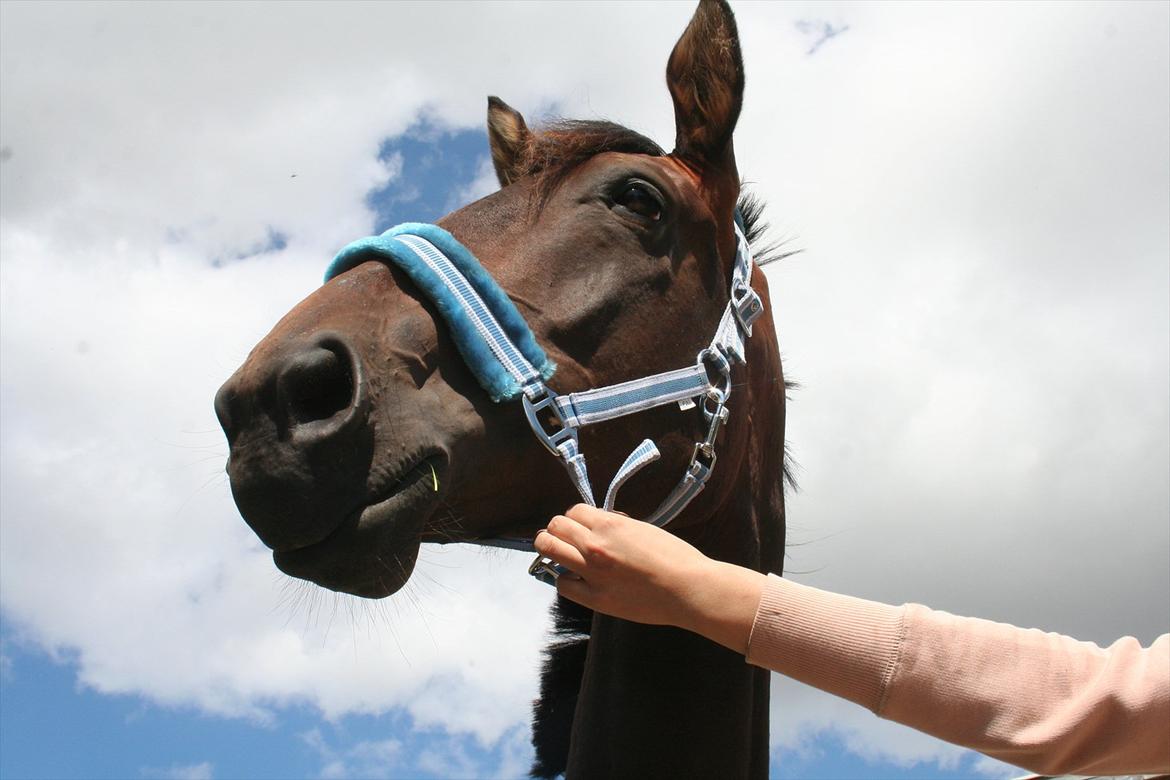 Anden særlig race Tiedmanns Antorini AKA Medina billede 5