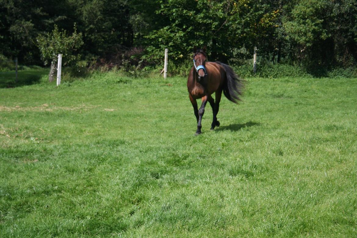 Anden særlig race Tiedmanns Antorini AKA Medina billede 6