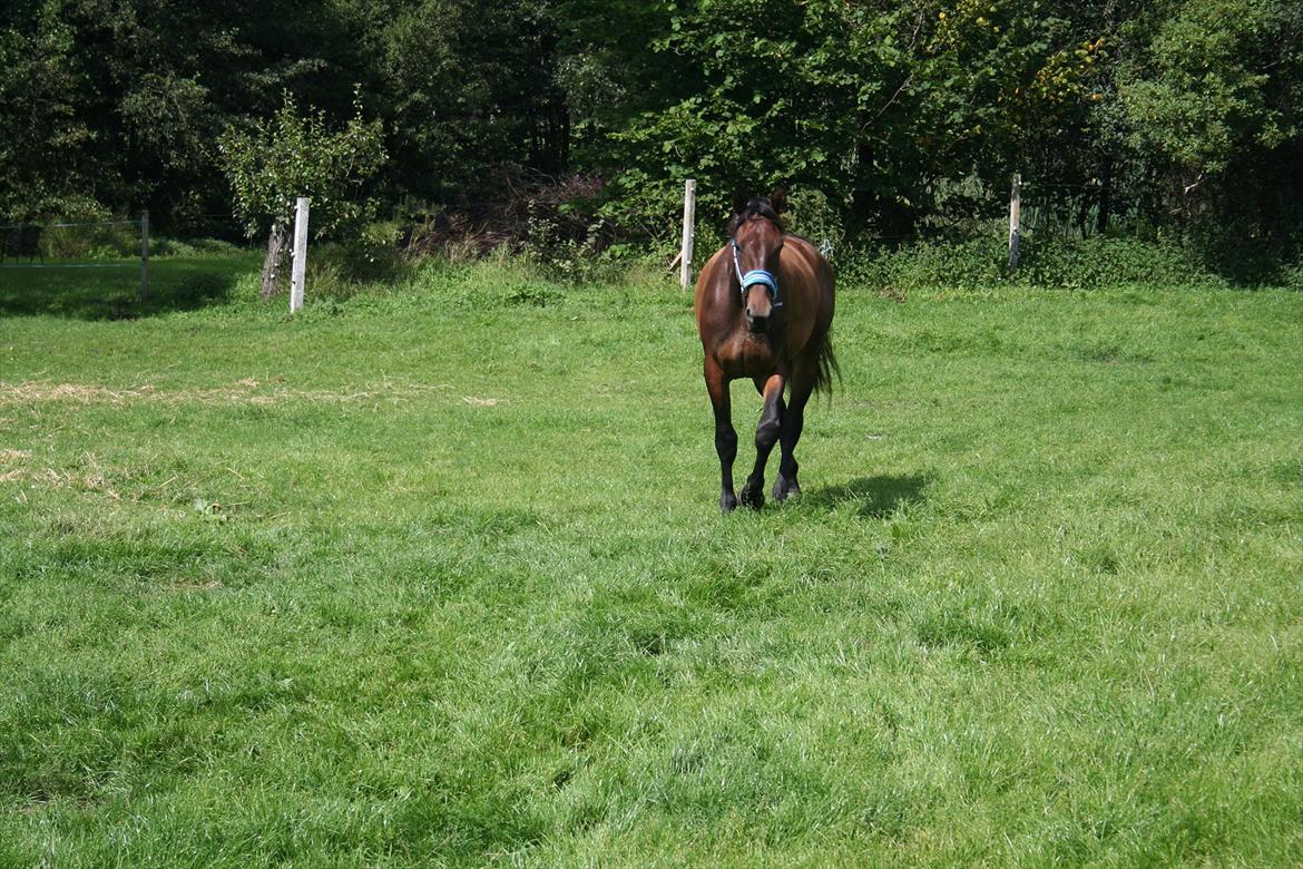 Anden særlig race Tiedmanns Antorini AKA Medina billede 7