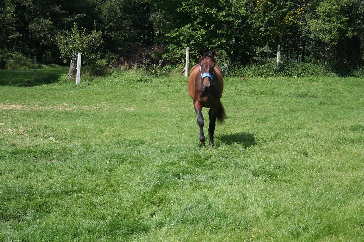 Anden særlig race Tiedmanns Antorini AKA Medina billede 8