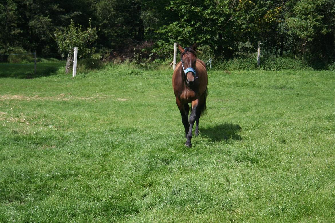 Anden særlig race Tiedmanns Antorini AKA Medina billede 9