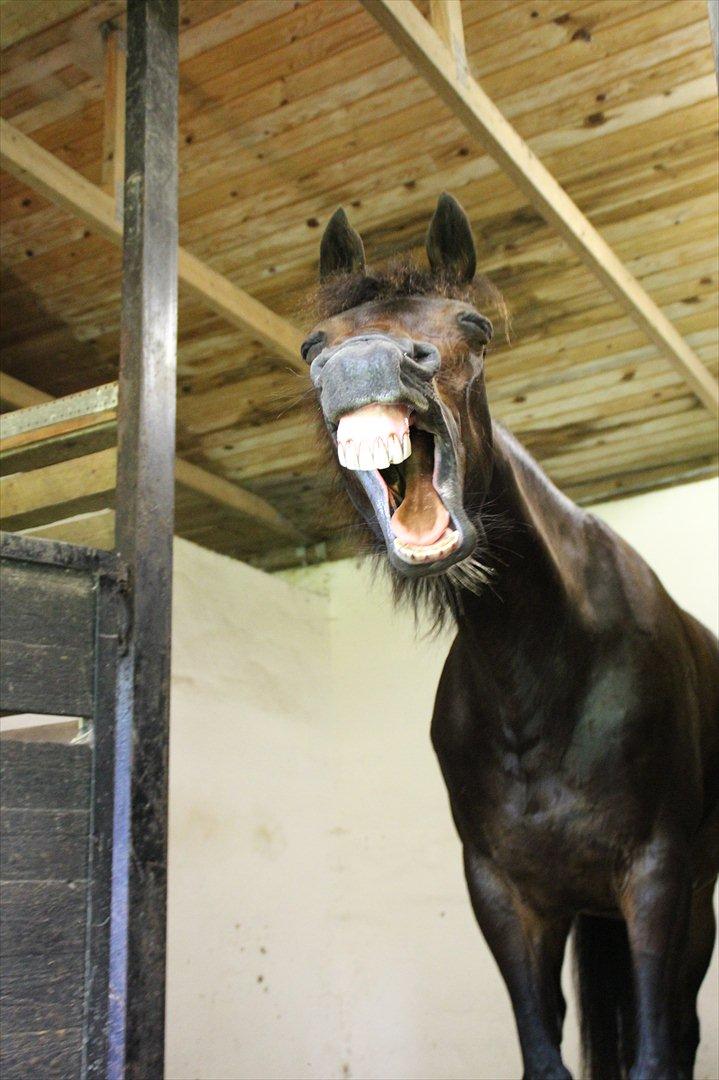 Tysk Sportspony Bonnie  - En ny lama art? *Foto CfJ* billede 7