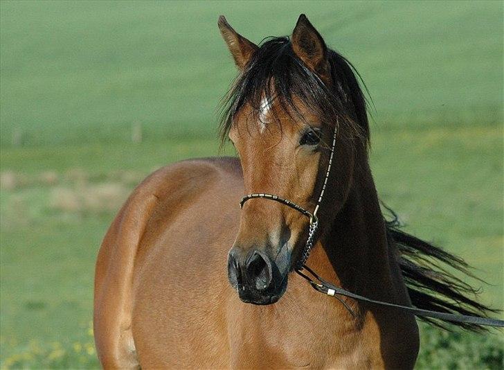 Arabisk fuldblod (OX) Majona By Marahepa - Majo 1 år gammel.
Billedet er taget af Jani Pedersen billede 1