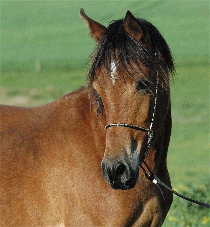 Arabisk fuldblod (OX) Majona By Marahepa - Taget af Jani Pedersen billede 2