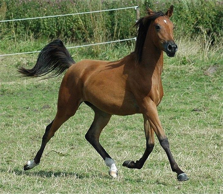 Arabisk fuldblod (OX) Majona By Marahepa - Taget af Jani Pedersen billede 3