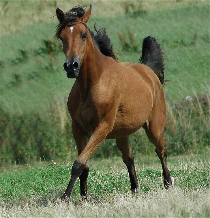 Arabisk fuldblod (OX) Majona By Marahepa - Taget af Jani Pedersen billede 4