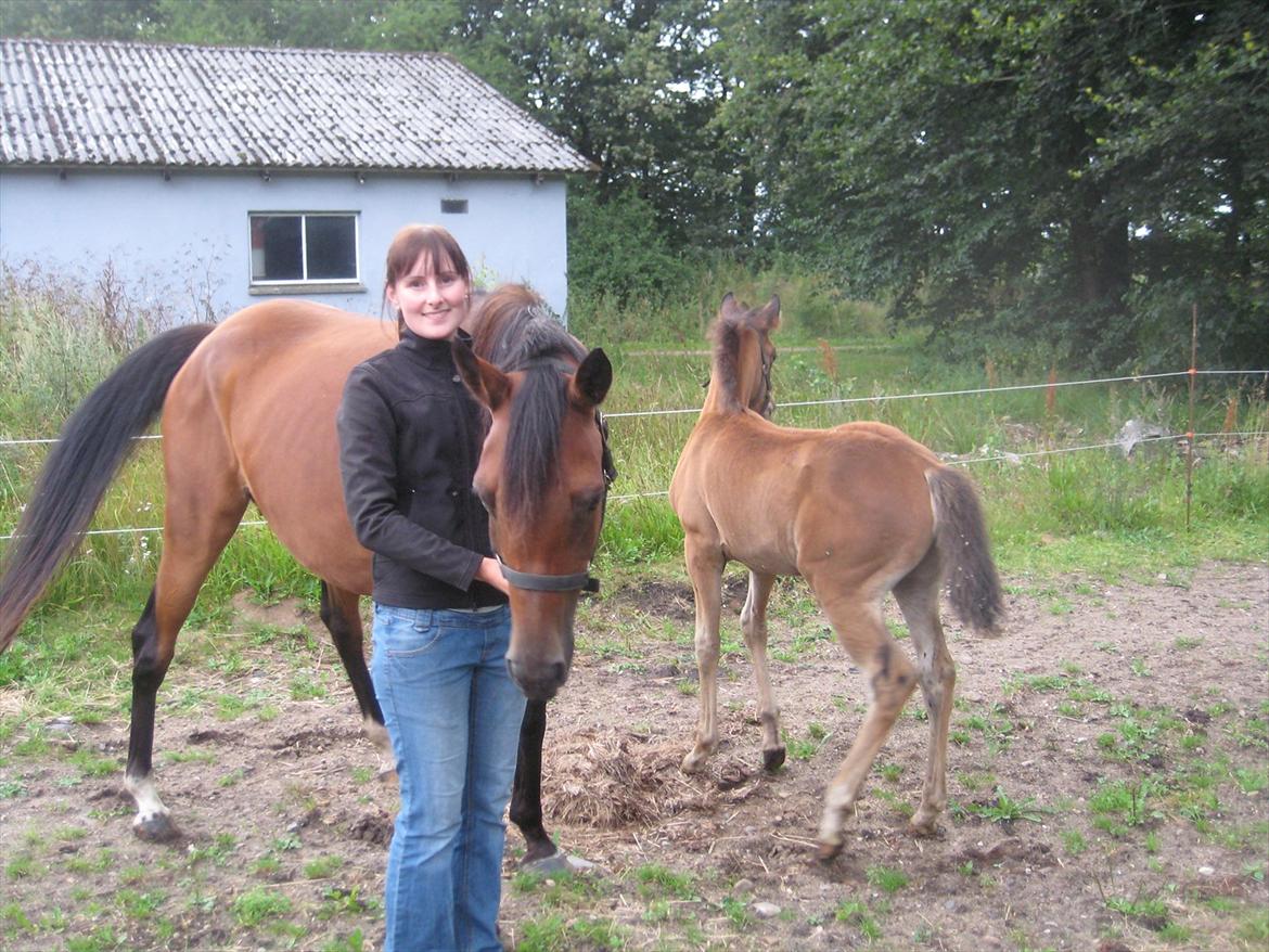 Arabisk fuldblod (OX) Majona By Marahepa - Her er de lige kommet hjem til os billede 20