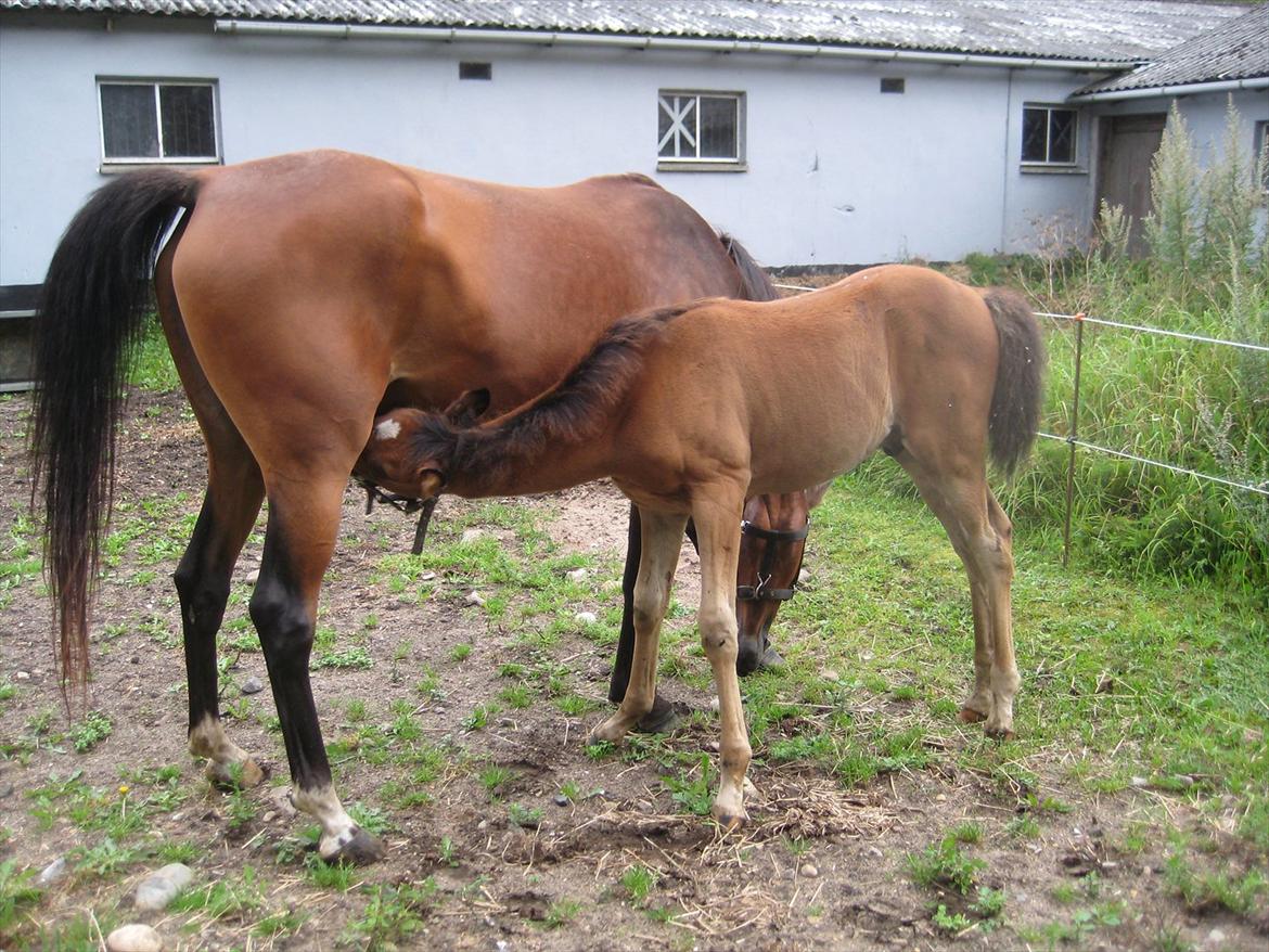 Arabisk fuldblod (OX) Majona By Marahepa billede 19